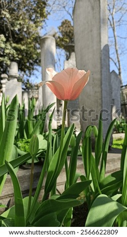 Similar – Image, Stock Photo Delicate pink tulips with stems and leaves on white background. Floral border. Springtime concept. Mother day greeting card. Beauty