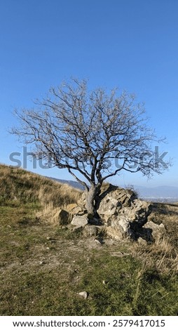 Similar – Image, Stock Photo Bare trees growing on volcanic island during eruption