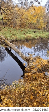 Similar – Foto Bild Kleiner Fluss in einem lettischen Wald, aufgenommen von einer Brücke. Das Wasser ist mit Wasserpflanzen bewachsen, viele Grüntöne und einige Gelbtöne. Frühherbst Landschaft, bewölkten grauen Himmel