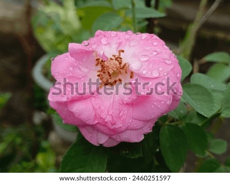 Similar – Image, Stock Photo Alpine roses in front of the Dachstein mountains and the Ennstal