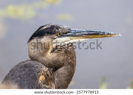 Similar – Foto Bild Vogel Close Up Profil Silhouette Schwarz und Weiß auf Pole und Draht