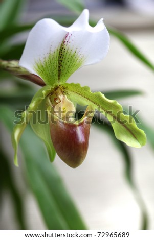Lady\'s Slipper orchid, paphiopedilum.