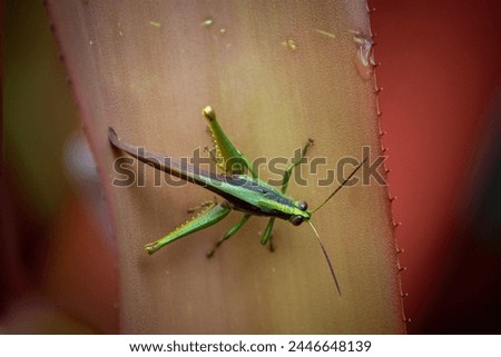 Image, Stock Photo Got the spike Environment