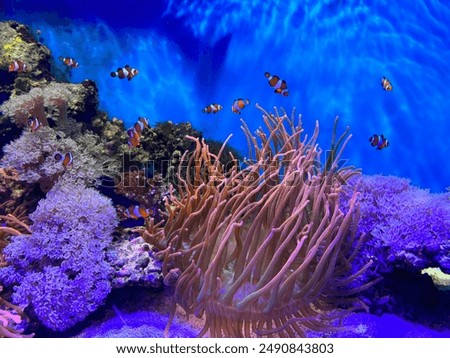 Similar – Image, Stock Photo aquarium Aquarium