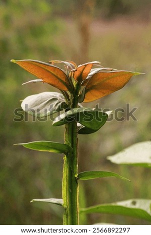 Similar – Image, Stock Photo A leaf, you can see the fine structures