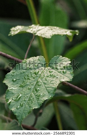 Similar – Image, Stock Photo A leaf, you can see the fine structures