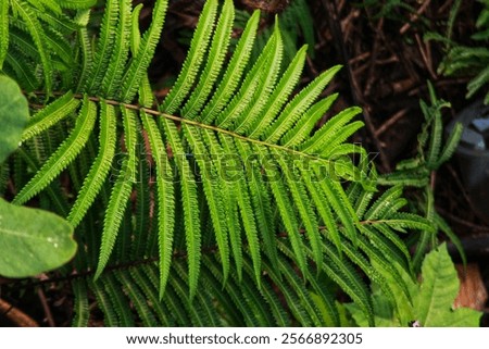 Similar – Image, Stock Photo A leaf, you can see the fine structures