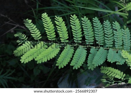 Similar – Image, Stock Photo A leaf, you can see the fine structures