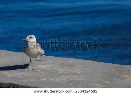 Similar – Image, Stock Photo Seagulls in the fog Autumn