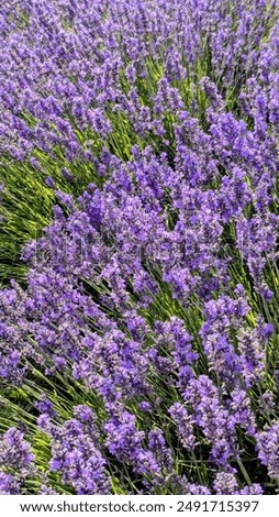 Similar – Image, Stock Photo Landscape with lavender in summer and blur background