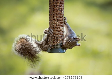 Eastern gray squirrel stealing nuts from a Northumberland garden peanut bird feeder