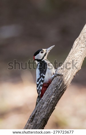 Great spotted woodpecker close up side portrait in woodland