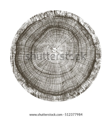 Vector wood texture of wavy ring pattern from a slice of tree. Grayscale wooden stump isolated on white.