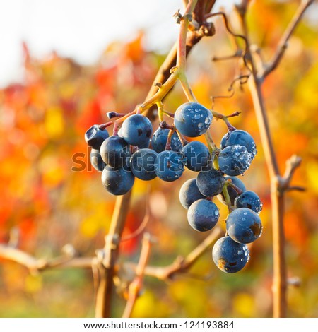 Ripe Grapes in Vineyard in Rheinhessen, Germany.