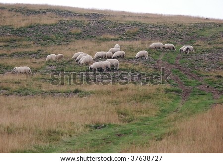 flock sheep pasture sheepskin fur wool white black camp country  hill  herd