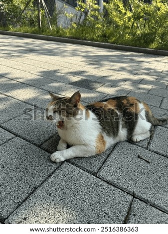 Similar – Image, Stock Photo Three colored cat lying on wooden bench