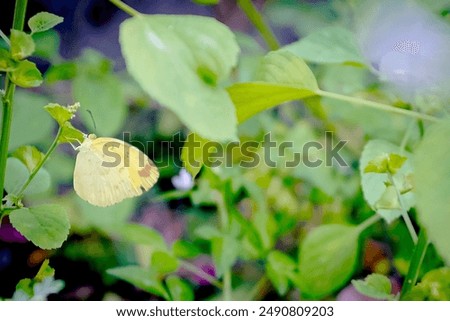 Similar – Image, Stock Photo a small butterfly enjoys the sunny day in the garden