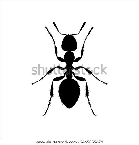 Top view black ant silhouette isolated on white background. Ant icon vector illustration design. 