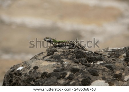 Similar – Image, Stock Photo Wall lizard sunbathing on a natural stone wall