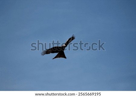 Similar – Image, Stock Photo The red kite glides elegantly through the air. The sky is cloudy, but he looks down spellbound.
