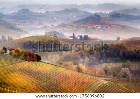 Sunrise on Barolo lands and fog in Langhe Region, Piemonte Piedmont. Unesco World Heritage site in Northern Italy. Agriculture Vineyards and Wine production.
