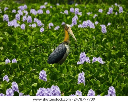 Similar – many cranes search for food on a harvested maize field