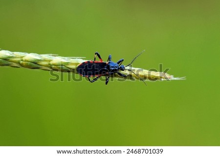 Similar – Foto Bild Katydiden-Insektenstangen in Blüte in Nahaufnahme mit lebhafter Farbe