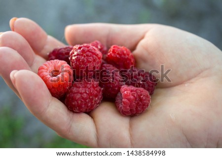 Similar – Mädchen pflückt im Garten Himbeeren vom Strauch