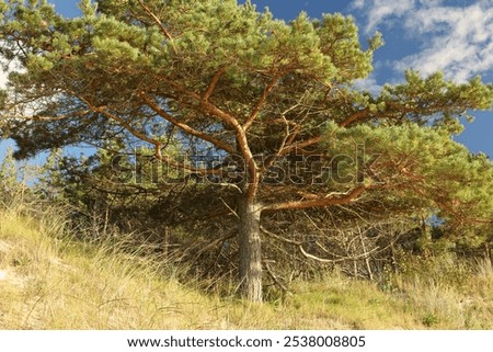 Similar – Image, Stock Photo Dune against blue sky Sand