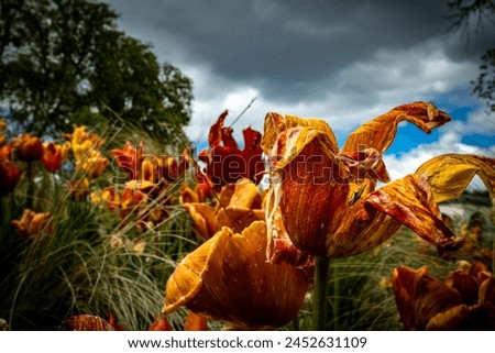 Foto Bild verwelkte Tulpe Natur