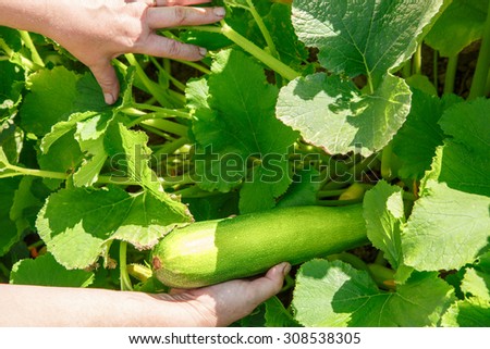 Female hands holding big marrow squash outdoors