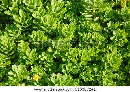 Green leaves of decorative plant in the garden