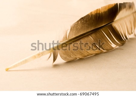 Feather isolated on paper background