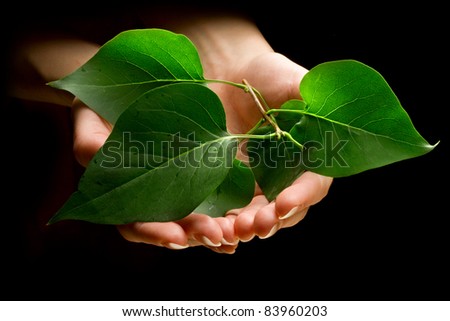 Hands holding leafs