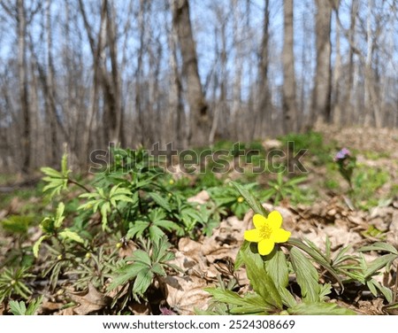 Image, Stock Photo First heralds of spring