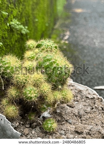 Similar – Image, Stock Photo Three mini cactus in white ceramic pots on grey concrete table background