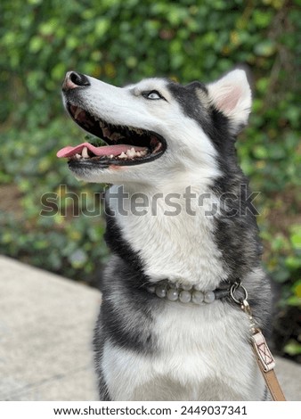 Similar – Image, Stock Photo Pearl necklace in sunlight