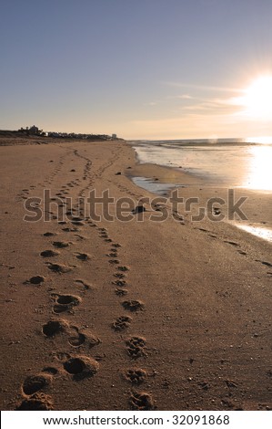 Owner and dog footprints in the sand in Mexico