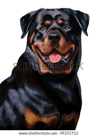 Portrait Of Pure-Blooded Black Rottweiler Dog Stock Photo 39255712 ...