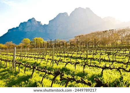 Similar – Foto Bild Wein aus Südafrika