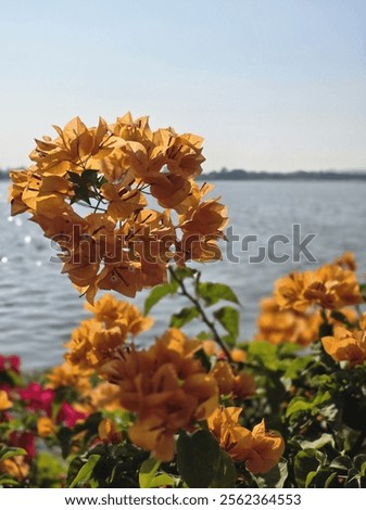 Similar – Foto Bild Leicht verblühte orange Blüte