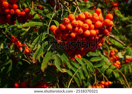 Similar – Image, Stock Photo Last small leaf still shining a little bit