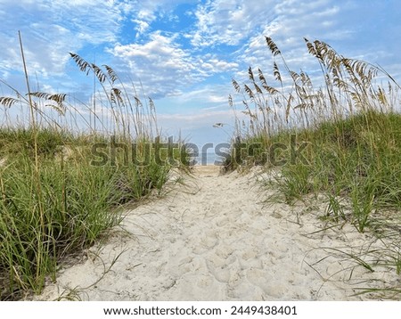 Similar – Image, Stock Photo Dune grass at the Baltic Sea beach