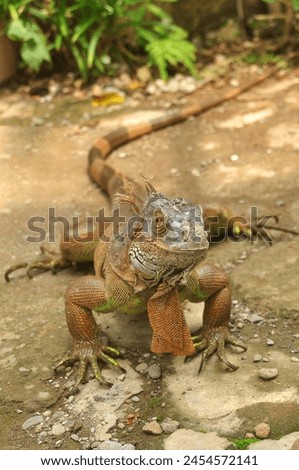 Similar – Image, Stock Photo mature cuban in front of a blue wall , trinidad