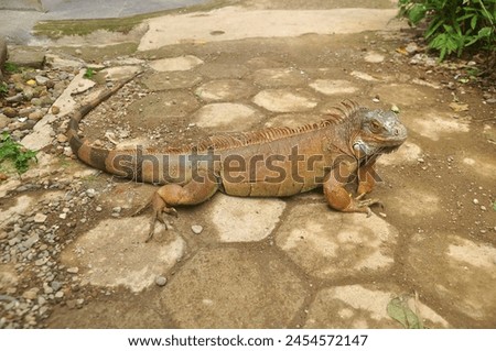 Similar – Image, Stock Photo mature cuban in front of a blue wall , trinidad