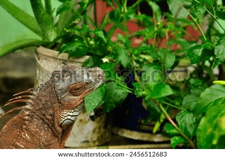 Similar – Image, Stock Photo mature cuban in front of a blue wall , trinidad