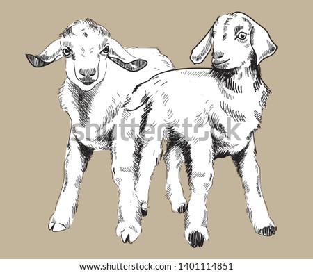 Download Baby Goat Drawing At Getdrawings Free Download