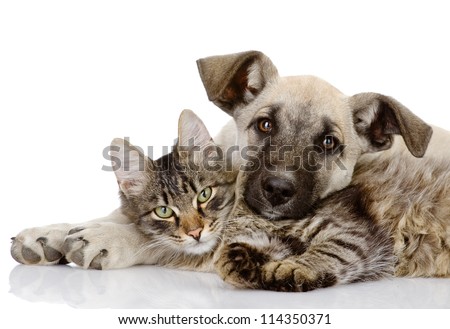 the dog and cat lie together. isolated on white background