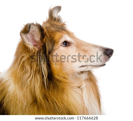 Head rough collie - Scottish shepherd (lassie). sable color. isolated on white background