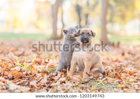 Shutterstock Puzzlepix